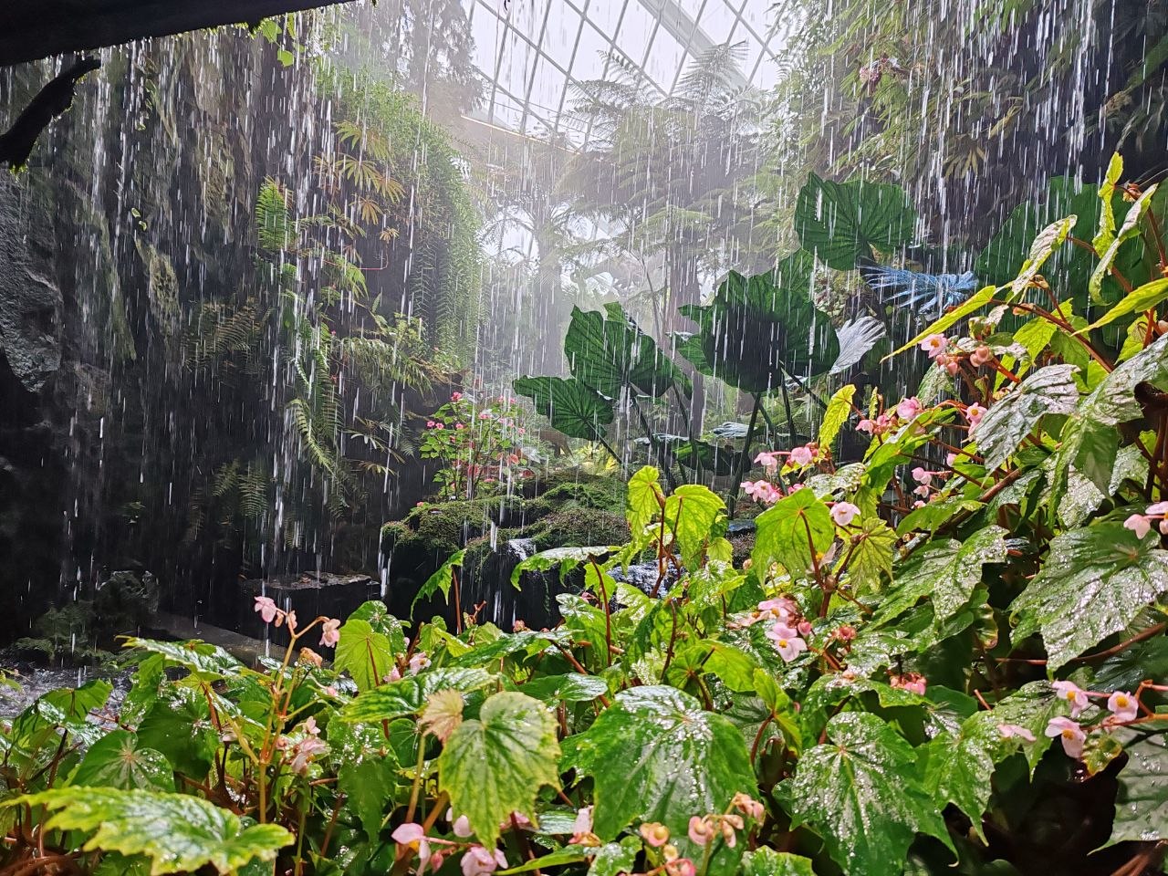 Cloud Forest — 35-метровый крытый водопад, туман и тропическая гора